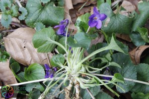 Viola odorata (1200 x 801)5.jpg_product